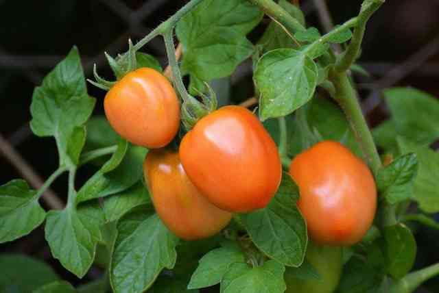 How To Make Tomato Plants Grow Faster